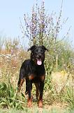 BEAUCERON 296